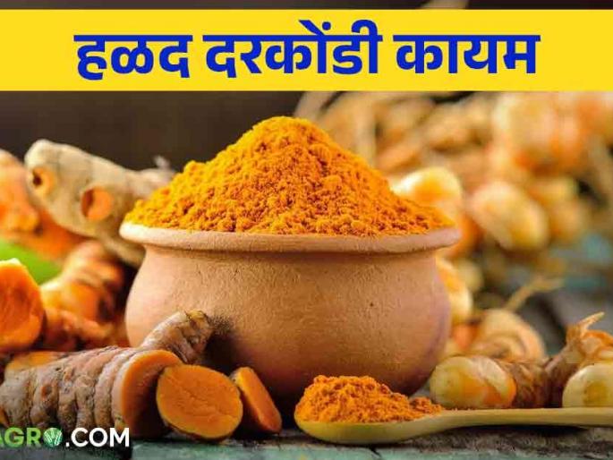 Market Update: Farmers waiting for price hike; Turmeric price crisis continues; How many rupees did groundnuts cost? Read in detail | Market Update : शेतकऱ्यांना भाववाढीची प्रतीक्षा; हळदीची दरकोंडी कायम; भुईमूग किती रूपयांनी गडगडला? वाचा सविस्तर Market Update: Farmers waiting for price hike; Turmeric price crisis continues; How many rupees did groundnuts cost? Read in detail | Market Update : शेतकऱ्यांना भाववाढीची प्रतीक्षा; हळदीची दरकोंडी कायम; भुईमूग किती रूपयांनी गडगडला? वाचा सविस्तर