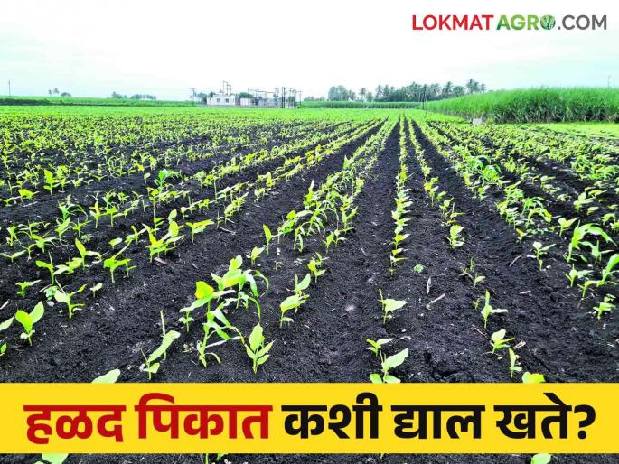 How to give dose of fertilizers for turmeric crop read in detail | हळद पिकासाठी खतांचे डोस कसे द्याल वाचा सविस्तर How to give dose of fertilizers for turmeric crop read in detail | हळद पिकासाठी खतांचे डोस कसे द्याल वाचा सविस्तर