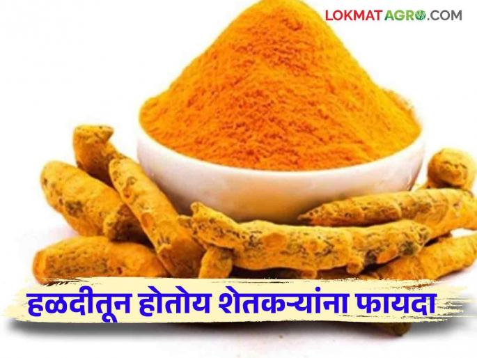 Halad Bajar Bhav : Turmeric get higher rates in Risod | Halad Bajar Bhav : रिसोडमध्ये हळदीला मिळतोय अधिक दर; हळद उत्पादकांची दिवाळी गोड !
