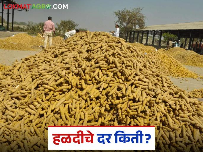 Halad Market Update: latest news Halad prices have fallen due to 'this' reason, read in detail | Halad Market Update: हळदीच्या दरात 'या' कारणाने झाली घसरण वाचा सविस्तर Halad Market Update: latest news Halad prices have fallen due to 'this' reason, read in detail | Halad Market Update: हळदीच्या दरात 'या' कारणाने झाली घसरण वाचा सविस्तर