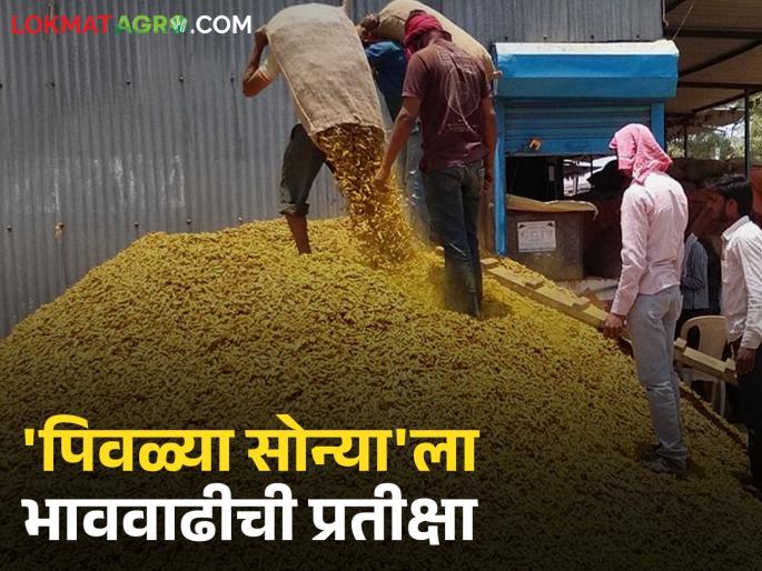 latest news Halad Market: Why has the price of turmeric stopped increasing? Find out in detail | Halad Market : हळदीची भाववाढ का थांबली? जाणून घ्या सविस्तर