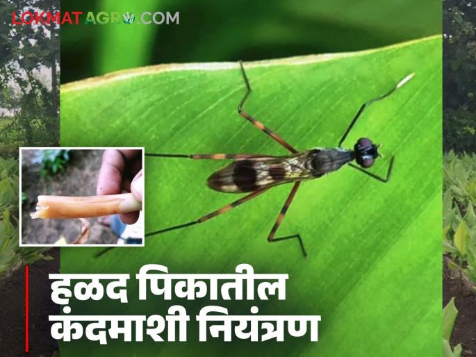 How does rhizome fly damage to turmeric tuber? Follow these four simple steps to control it | हळद पिकात कंदमाशी कशी नुकसान करते? नियंत्रणासाठी करा हे चार सोपे उपाय