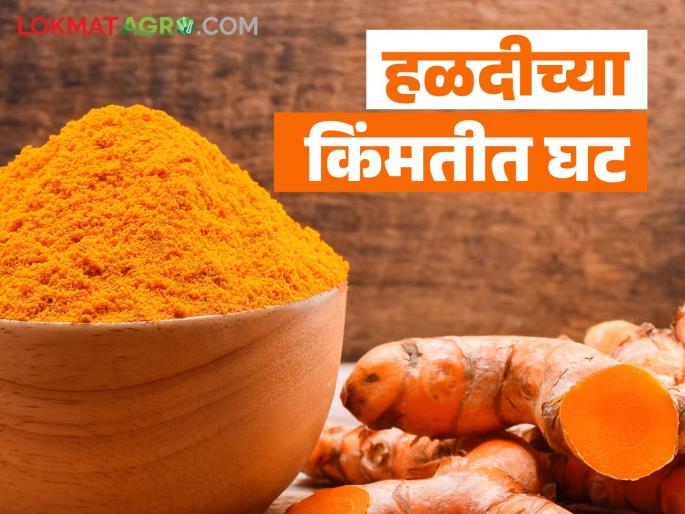 Latest News Halad Market Turmeric prices down this week compared to last week | Halad Market : मागील आठवड्यात हळदीच्या किंमतीत 'इतक्या' रुपयांची घट, वाचा सविस्तर   Latest News Halad Market Turmeric prices down this week compared to last week | Halad Market : मागील आठवड्यात हळदीच्या किंमतीत 'इतक्या' रुपयांची घट, वाचा सविस्तर