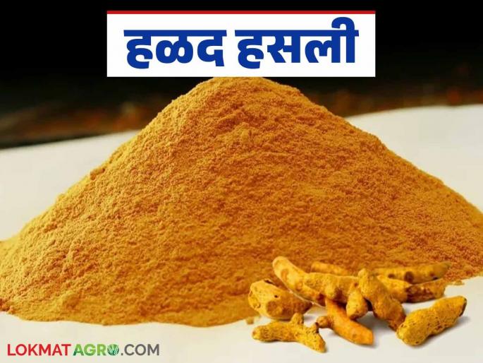 Halad Market : Turmeric has increased; Read the price in detail | Halad Market : हळद वधारली; काय मिळाला भाव ते वाचा सविस्तर Halad Market : Turmeric has increased; Read the price in detail | Halad Market : हळद वधारली; काय मिळाला भाव ते वाचा सविस्तर