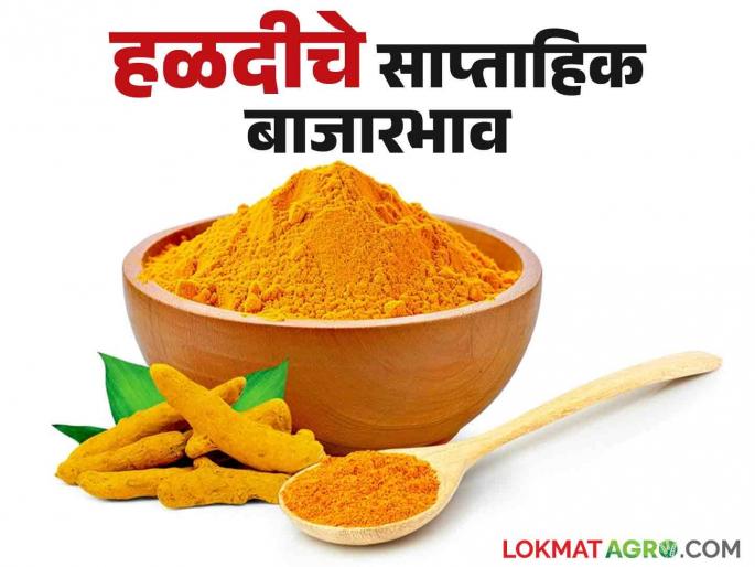 Latest News Halad Market 19.32 percent decrease in arrival of turmeric, see market price | Halad Market : हळदीच्या आवकमध्ये 19.32 टक्के इतकी घट, काय बाजारभाव मिळतोय? Latest News Halad Market 19.32 percent decrease in arrival of turmeric, see market price | Halad Market : हळदीच्या आवकमध्ये 19.32 टक्के इतकी घट, काय बाजारभाव मिळतोय?