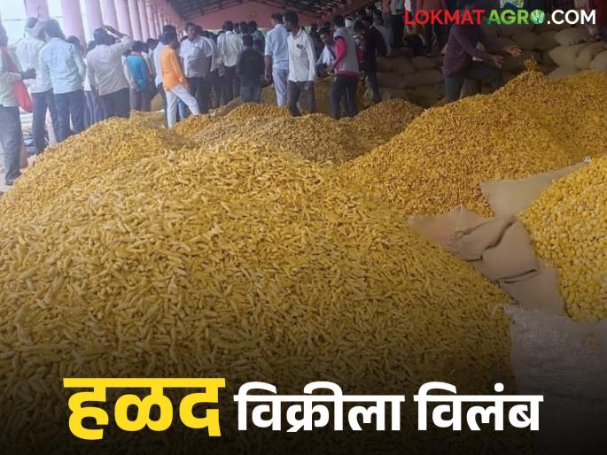 latest news Halad Market: Traders applaud in the market yard; Farmers, however, stand in line. Read in detail | Halad Market : मार्केट यार्डात व्यापाऱ्यांच्याच थप्या; शेतकरी मात्र रांगेतच वाचा सविस्तर