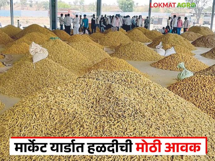 latest news Halad Bajar bhav: Increase in Halad arrival in Hingoli; Read in detail how the price is being obtained | Halad Bajar bhav : हिंगोलीत हळदीच्या आवकेत वाढ; कसा मिळतोय दर ते वाचा सविस्तर