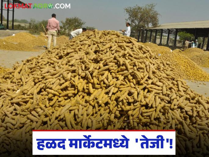 latest news Halad Market: 'Boosting' in Hingoli Market Committee's turmeric market; Increase of 'so much' rupees per quintal | Halad Market : हिंगोली बाजार समितीच्या हळद मार्केटमध्ये 'तेजी'; क्विंटलमागे 'इतक्या' रुपयांची वाढ वाचा सविस्तर