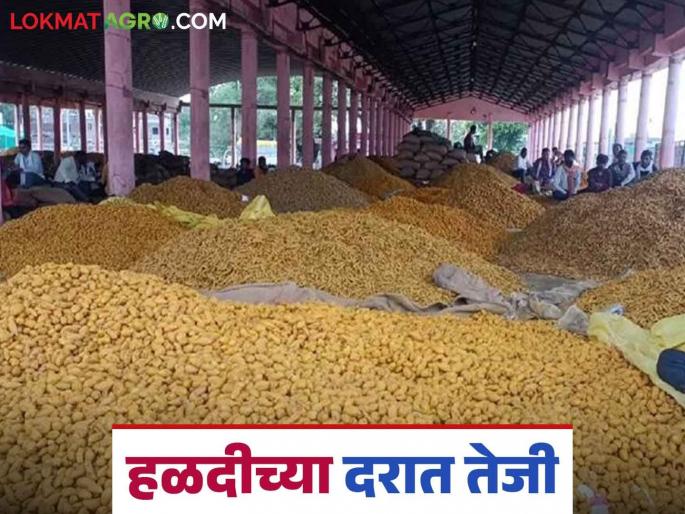 Turmeric Market: Turmeric prices have increased; Read the details of the increase in prices | Turmeric Market: हळदीच्या दरात आली तेजी; असे वधारले दर वाचा सविस्तर Turmeric Market: Turmeric prices have increased; Read the details of the increase in prices | Turmeric Market: हळदीच्या दरात आली तेजी; असे वधारले दर वाचा सविस्तर