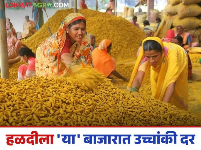 Turmeric Market: Farmers from Vidarbha prefer to sell turmeric in this market; Read in detail how the price was obtained | Turmeric Market: विदर्भातील शेतकऱ्यांची हळद विक्रीला 'या' बाजारात पसंती; कसा मिळाला दर ते वाचा सविस्तर Turmeric Market: Farmers from Vidarbha prefer to sell turmeric in this market; Read in detail how the price was obtained | Turmeric Market: विदर्भातील शेतकऱ्यांची हळद विक्रीला 'या' बाजारात पसंती; कसा मिळाला दर ते वाचा सविस्तर