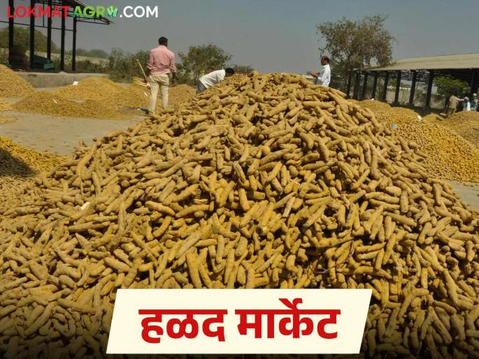 Halad Market Update: latest news Auction after ten days; Halad arrivals in Washim market decrease! Read in detail | Halad Market Update: दहा दिवसानंतर लिलाव; वाशिम बाजारात हळदीची आवक घटली! वाचा सविस्तर Halad Market Update: latest news Auction after ten days; Halad arrivals in Washim market decrease! Read in detail | Halad Market Update: दहा दिवसानंतर लिलाव; वाशिम बाजारात हळदीची आवक घटली! वाचा सविस्तर
