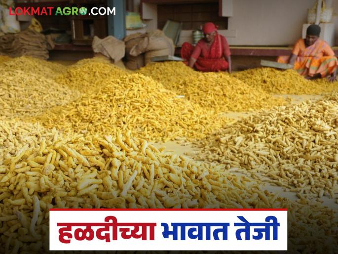 latest news Halad Market: Vitality in the Halad market; Prices increased by thousands | Halad Market : हळदीच्या बाजारात चैतन्य; दर हजारांनी वधारले