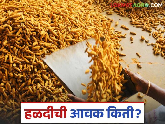 Halad Bajarbhav: Increase in halad arrivals in Vasmat's Mondha; Read in detail how the price was obtained | Halad Bajarbhav: वसमतच्या मोंढ्यात पिवळ्या सोन्याच्या आवकेत वाढ; कसा मिळाला दर ते वाचा सविस्तर Halad Bajarbhav: Increase in halad arrivals in Vasmat's Mondha; Read in detail how the price was obtained | Halad Bajarbhav: वसमतच्या मोंढ्यात पिवळ्या सोन्याच्या आवकेत वाढ; कसा मिळाला दर ते वाचा सविस्तर