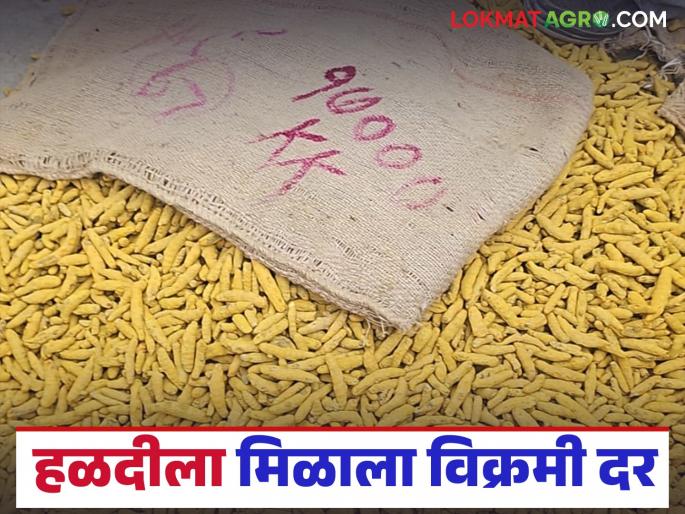 latest news Halad Market: Halad is booming in the market; The price per quintal in Vasmat is as much as 'so many' thousands Read in detail | Halad Market : हळद बाजारात झळाळी; वसमत येथे प्रति क्विंटल तब्बल 'इतक्या' हजारांचा दर वाचा सविस्तर