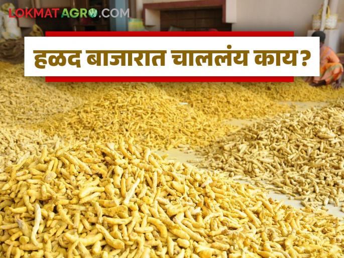 latest news Halad Market: Exclude Halad from NCDX futures market; Read farmers' demand in detail | Halad Market : 'एनसीडीएक्स'च्या वायदा बाजारातून 'पिवळे सोने' मुक्त करा; शेतकऱ्यांची मागणी वाचा सविस्तर