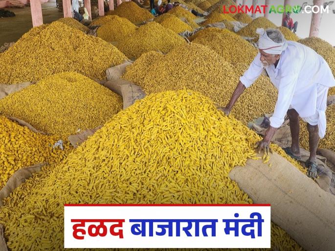 latest news Halad Market: Fall in halad prices; Farmers waiting even after three months | Halad Market : हळदीच्या दरात घसरण; तीन महिन्यांच्या प्रतीक्षेनंतरही शेतकऱ्यांना फटका latest news Halad Market: Fall in halad prices; Farmers waiting even after three months | Halad Market : हळदीच्या दरात घसरण; तीन महिन्यांच्या प्रतीक्षेनंतरही शेतकऱ्यांना फटका