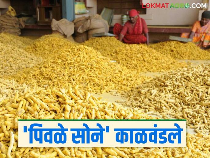 Halad Bajar Bhav: latest news halad market rate decreased; Read the reason in detail | Halad Bajar Bhav: शेतकऱ्यांचे 'पिवळे सोने' काळवंडले; काय आहे कारण वाचा सविस्तर Halad Bajar Bhav: latest news halad market rate decreased; Read the reason in detail | Halad Bajar Bhav: शेतकऱ्यांचे 'पिवळे सोने' काळवंडले; काय आहे कारण वाचा सविस्तर
