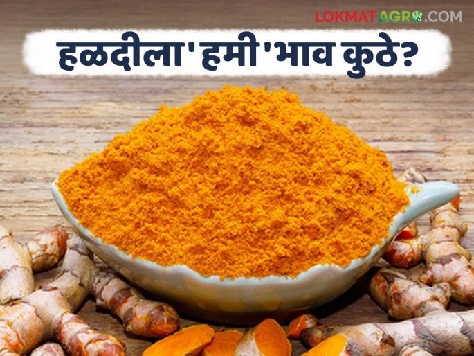 latest news Halad Market: Halad prices decreased; Did farmers' 'profits' go to traders? read in details | Halad Market : हळदीचा दर गडगडला; शेतकऱ्यांचा 'नफा' व्यापाऱ्यांकडे गेला? वाचा सविस्तर latest news Halad Market: Halad prices decreased; Did farmers' 'profits' go to traders? read in details | Halad Market : हळदीचा दर गडगडला; शेतकऱ्यांचा 'नफा' व्यापाऱ्यांकडे गेला? वाचा सविस्तर
