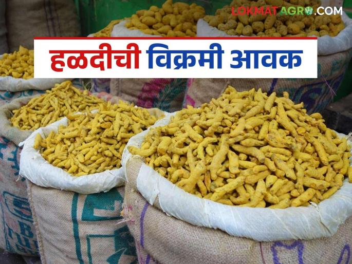 latest news Halad Market: Huge arrival of turmeric in Risod; Prices hit record high in Mumbai Read in detail | Halad Market : रिसोडमध्ये हळदीची मोठी आवक; मुंबईत दर उच्चांकी वाचा सविस्तर