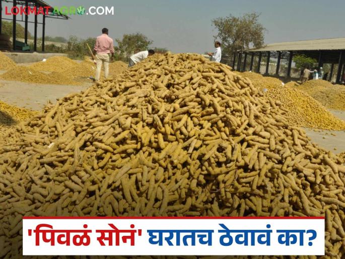 latest news Halad Market: Disappointment in turmeric prices! Time to keep the 'Halad' at home instead of selling it. Read in detail | Halad Market : हळदीच्या दरात निराशा! 'पिवळं सोनं' विक्रीऐवजी घरातच ठेवण्याची वेळ वाचा सविस्तर