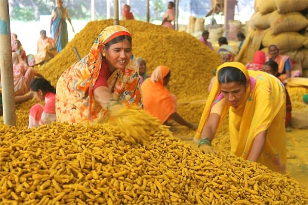 Latest News Halad Bajarbhav turmeric Market price in mumbai and hingoli halad market see details | Halad Bajarbhav : मुंबई बाजारात हळदीचा भाव टिकून, हिंगोली बाजारात काय बाजारभाव? 