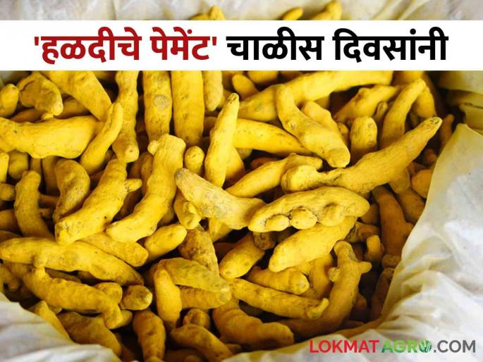 Payment for sale of turmeric is received after forty days; Farmers not get timely payment from buyers | हळद विक्रीचे पेमेंट मिळतेय चाळीस दिवसांनी; खरेदीदारांकडून मिळेनात शेतकरी बांधवांना वेळेवर पैसे Payment for sale of turmeric is received after forty days; Farmers not get timely payment from buyers | हळद विक्रीचे पेमेंट मिळतेय चाळीस दिवसांनी; खरेदीदारांकडून मिळेनात शेतकरी बांधवांना वेळेवर पैसे