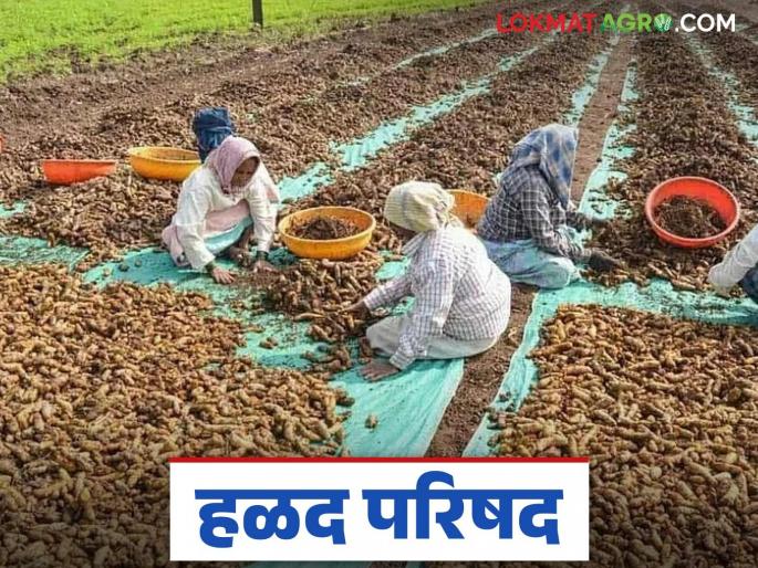 Market Yard: latest news 'Halal Parishad' organized at Risod Market Committee | Market Yard : रिसोड बाजार समितीत 'हळद परिषद'चे आयोजन Market Yard: latest news 'Halal Parishad' organized at Risod Market Committee | Market Yard : रिसोड बाजार समितीत 'हळद परिषद'चे आयोजन