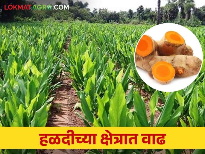 Turmeric Crop : Farmers' inclination towards turmeric crop increased | Turmeric Crop : शेतकऱ्यांचा हळद पिकाकडे कल वाढला Turmeric Crop : Farmers' inclination towards turmeric crop increased | Turmeric Crop : शेतकऱ्यांचा हळद पिकाकडे कल वाढला