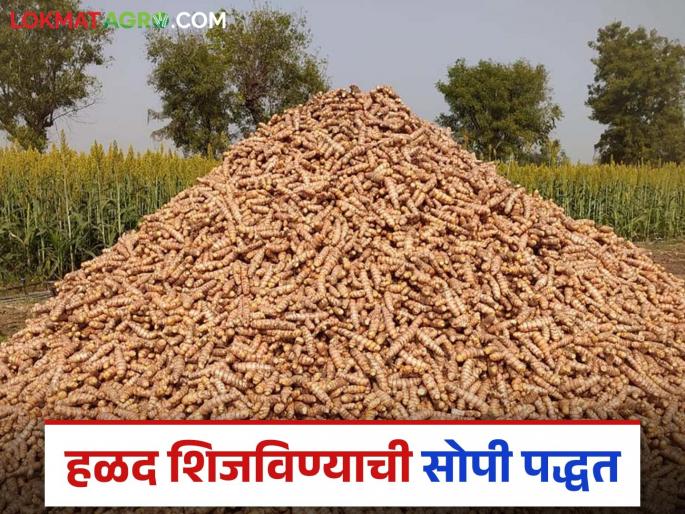 After harvesting, process turmeric in a simple way at low cost; Read in detail | हळद काढणीनंतर कमी खर्चात सोप्या पद्धतीने अशी करा हळदीवर प्रक्रिया; वाचा सविस्तर After harvesting, process turmeric in a simple way at low cost; Read in detail | हळद काढणीनंतर कमी खर्चात सोप्या पद्धतीने अशी करा हळदीवर प्रक्रिया; वाचा सविस्तर