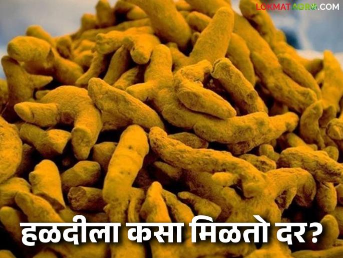 Halad Bazaar Bhav: latest news Improvement in Halad prices; Price per quintal found in the market Read in detail | Halad Bajar Bhav: हळदीच्या दरात सुधारणा; बाजारात प्रतिक्विंटल असा मिळाला दर वाचा सविस्तर Halad Bazaar Bhav: latest news Improvement in Halad prices; Price per quintal found in the market Read in detail | Halad Bajar Bhav: हळदीच्या दरात सुधारणा; बाजारात प्रतिक्विंटल असा मिळाला दर वाचा सविस्तर