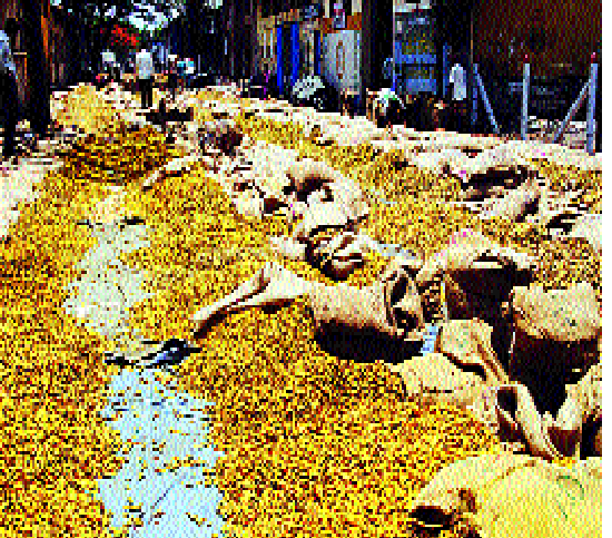 Held from a hailstorm, the farmers would be relieved | हळदीला भाव नसल्याने शेतकरी झाला हवालदिल Held from a hailstorm, the farmers would be relieved | हळदीला भाव नसल्याने शेतकरी झाला हवालदिल