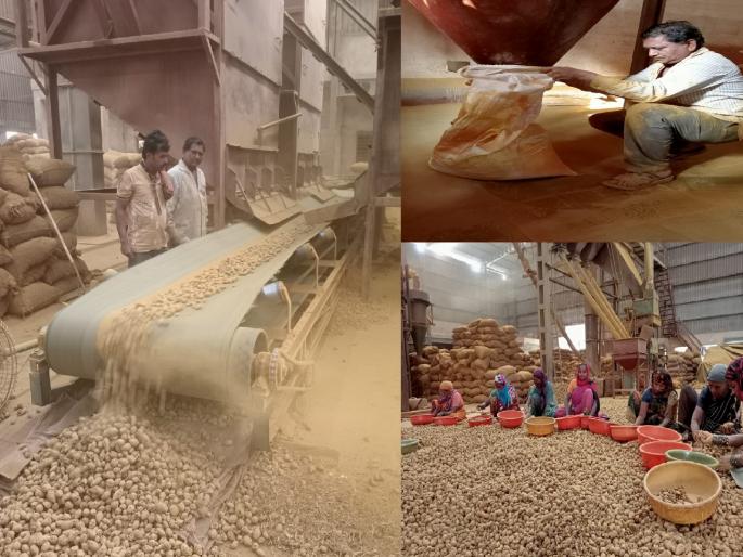How to make turmeric, Sangli turmeric is huge not only in the whole country but in the world | सांगलीची हळदपेठ अख्ख्या देशात नव्हे तर जगात भारी, हळद बनते तरी कशी..?..जाणून घ्या How to make turmeric, Sangli turmeric is huge not only in the whole country but in the world | सांगलीची हळदपेठ अख्ख्या देशात नव्हे तर जगात भारी, हळद बनते तरी कशी..?..जाणून घ्या