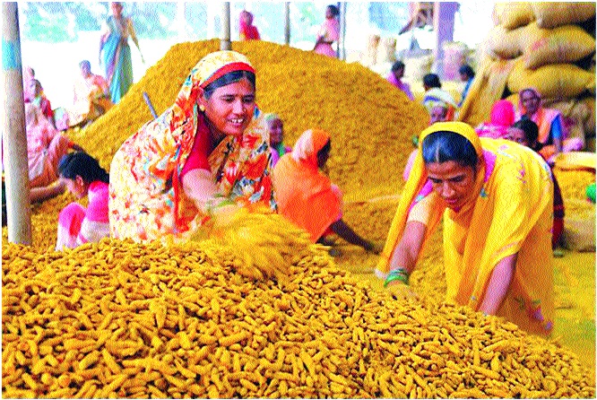 GI nominate as Sangli's turmeric: Demand for Indian patent office | सांगलीची हळद म्हणूनच जीआय मानांकन द्या : इंडियन पेटंट कार्यालयाकडे मागणी