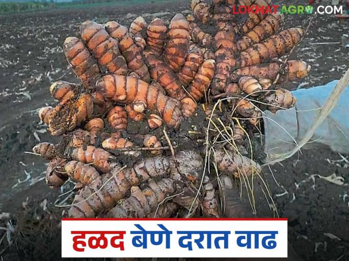 Turmeric Seed: Increase in the price of turmeric seed; Farmers get relief Read in detail | Turmeric Seed: हळद बेण्याच्या दरात वाढ; शेतकऱ्यांना मिळाला दिलासा वाचा सविस्तर Turmeric Seed: Increase in the price of turmeric seed; Farmers get relief Read in detail | Turmeric Seed: हळद बेण्याच्या दरात वाढ; शेतकऱ्यांना मिळाला दिलासा वाचा सविस्तर