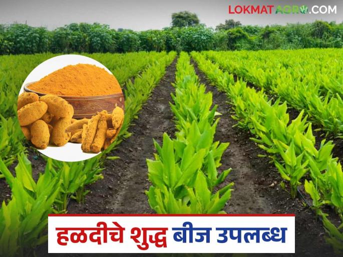 Turmeric Breeding Seed: latest news For the first time in the state, turmeric breeding seeds are available at 'Ya' center; Read in detail | Turmeric Breeding Seed: राज्यात पहिल्यांदाच हळदीचे पैदासकार बियाणे 'या' केंद्रात उपलब्ध; वाचा सविस्तर Turmeric Breeding Seed: latest news For the first time in the state, turmeric breeding seeds are available at 'Ya' center; Read in detail | Turmeric Breeding Seed: राज्यात पहिल्यांदाच हळदीचे पैदासकार बियाणे 'या' केंद्रात उपलब्ध; वाचा सविस्तर