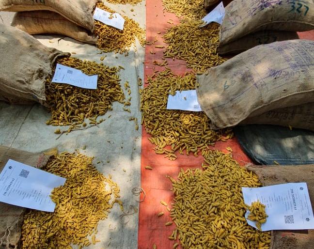 Online auction of turmeric starts in Sangli Bazaar Samiti | सांगली बाजार समितीमध्ये हळदीच्या ऑनलाईन लिलावास सुरूवात Online auction of turmeric starts in Sangli Bazaar Samiti | सांगली बाजार समितीमध्ये हळदीच्या ऑनलाईन लिलावास सुरूवात