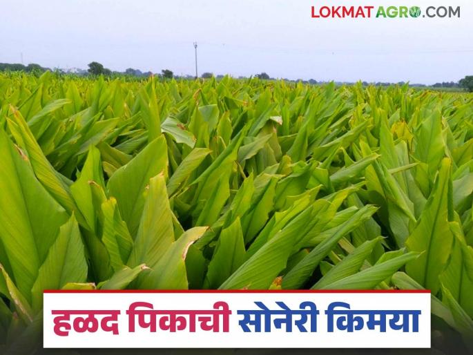 Turmaric crop farmer success story read in details | Farmer story : हळदीतून भगवानरावांनी केली सोनेरी किमया; मिळाले लाखांचे उत्पन्न Turmaric crop farmer success story read in details | Farmer story : हळदीतून भगवानरावांनी केली सोनेरी किमया; मिळाले लाखांचे उत्पन्न