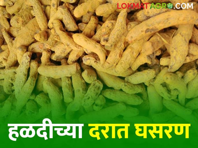 Turmeric Market Price As inflows into Washim's market increase; Fall in the price of turmeric | Turmeric Market Price वाशिमच्या बाजारात आवक वाढताच; हळदीच्या दरात घसरण Turmeric Market Price As inflows into Washim's market increase; Fall in the price of turmeric | Turmeric Market Price वाशिमच्या बाजारात आवक वाढताच; हळदीच्या दरात घसरण