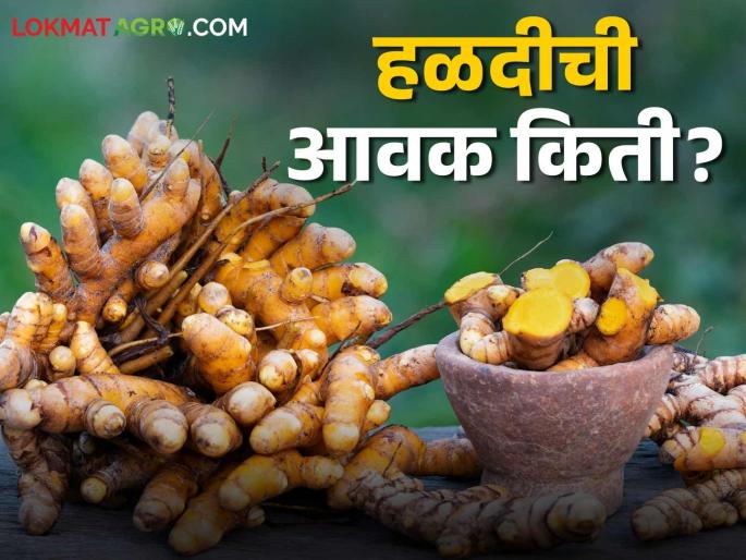 Halad Market Update: latest news Record arrival of Halad in 'this' market committee; Read in detail how the price was obtained | Halad Market Update: 'या' बाजार समितीमध्ये हळदीची विक्रमी आवक; कसा मिळाला दर ते वाचा सविस्तर Halad Market Update: latest news Record arrival of Halad in 'this' market committee; Read in detail how the price was obtained | Halad Market Update: 'या' बाजार समितीमध्ये हळदीची विक्रमी आवक; कसा मिळाला दर ते वाचा सविस्तर