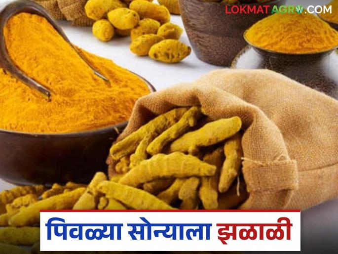 Halad Bazaar Bhav: Yellow Halad is back in the market! Read in detail | Halad Bajar Bhav : बाजारात पिवळ्या सोन्याला पुन्हा झळाळी! वाचा सविस्तर Halad Bazaar Bhav: Yellow Halad is back in the market! Read in detail | Halad Bajar Bhav : बाजारात पिवळ्या सोन्याला पुन्हा झळाळी! वाचा सविस्तर