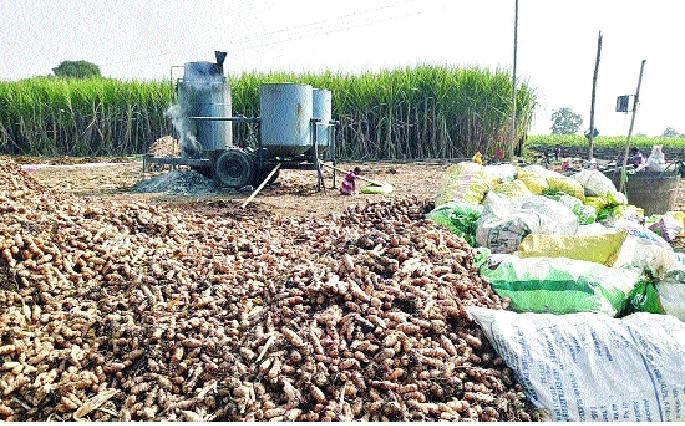 On the way to lowering the yield of turmeric in Y. T. ..: The livelihood of the farmers is metakutila | वाई तालुक्यात हळदीचे उत्पन्न घटण्याच्या मार्गावर.. : शेतकऱ्यांचा जीव मेटाकुटीला On the way to lowering the yield of turmeric in Y. T. ..: The livelihood of the farmers is metakutila | वाई तालुक्यात हळदीचे उत्पन्न घटण्याच्या मार्गावर.. : शेतकऱ्यांचा जीव मेटाकुटीला
