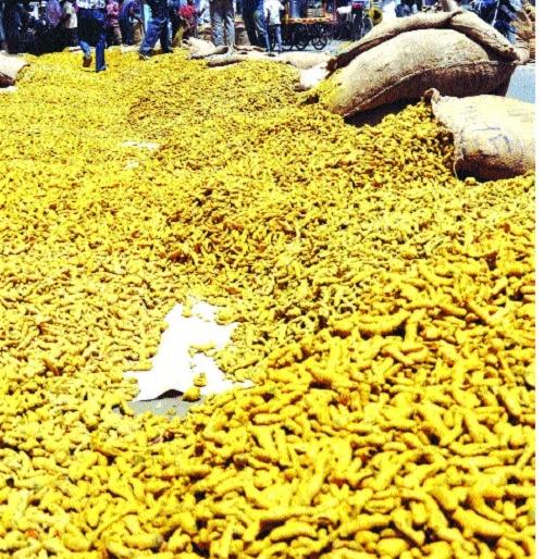 Parbhani: The price of Rs | परभणी : मानवतमध्ये हळदीला ६२७५ रुपयांचा भाव Parbhani: The price of Rs | परभणी : मानवतमध्ये हळदीला ६२७५ रुपयांचा भाव