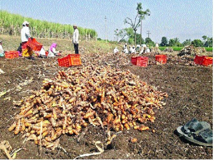 Crush cold and turmeric crop: farmers worried | थंडी अन् करपाचा हळद पिकाला फटका : शेतकरी चिंताग्रस्त  Crush cold and turmeric crop: farmers worried | थंडी अन् करपाचा हळद पिकाला फटका : शेतकरी चिंताग्रस्त
