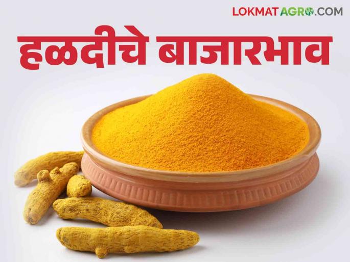 Halad Market : Turmeric price fluctuates per quintal; How to get rates read in detail | Halad Market : हळदीच्या दरात क्विंटलमागे चढ-उतार सुरु ; कसा मिळतोय दर ते वाचा सविस्तर Halad Market : Turmeric price fluctuates per quintal; How to get rates read in detail | Halad Market : हळदीच्या दरात क्विंटलमागे चढ-उतार सुरु ; कसा मिळतोय दर ते वाचा सविस्तर
