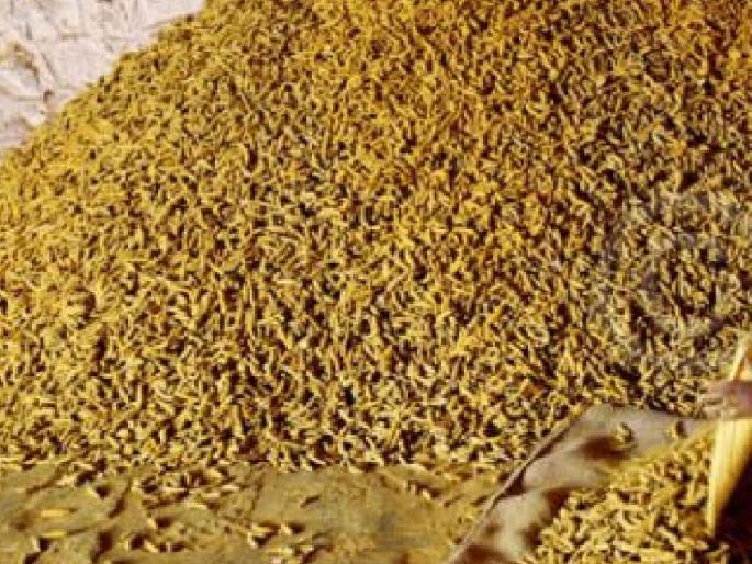 A technical proposal for the development of Shahbagh as a turmeric village in Satara district was sent to the Director of Agriculture | सातारा जिल्ह्यातील शहाबाग होणार हळदीचं गाव !, कृषी संचालकांकडे प्रस्ताव  A technical proposal for the development of Shahbagh as a turmeric village in Satara district was sent to the Director of Agriculture | सातारा जिल्ह्यातील शहाबाग होणार हळदीचं गाव !, कृषी संचालकांकडे प्रस्ताव