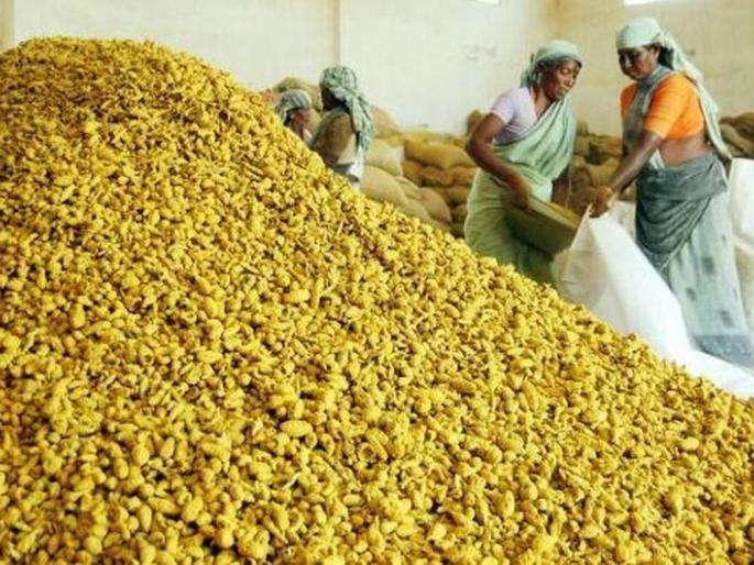 Initiative of the Hashidhi Market in Washim Market Committee; Prices are seven and a half thousand! | वाशिम बाजार समितीमध्ये हळदीची आवक सुरू; भाव साडे सात हजारावर!