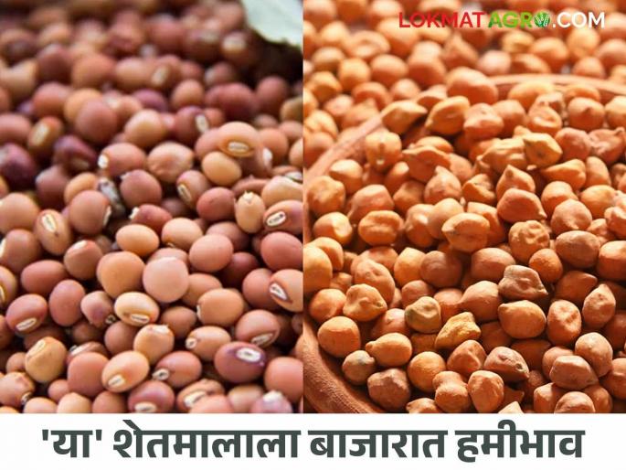 Shetmal BajarBhav: Farmers are getting guaranteed prices in 'this' market, read in detail | Shetmal BajarBhav : शेतकऱ्यांना मिळतोय 'या' बाजारात हमीभाव वाचा सविस्तर Shetmal BajarBhav: Farmers are getting guaranteed prices in 'this' market, read in detail | Shetmal BajarBhav : शेतकऱ्यांना मिळतोय 'या' बाजारात हमीभाव वाचा सविस्तर