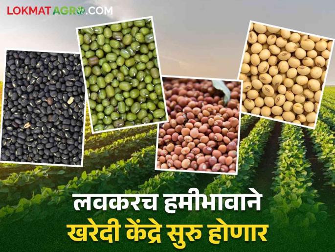 Good news for the farmers of Solapur district, foodgrain purchase will start with minimum support price | सोलापूर जिल्ह्यातील शेतकऱ्यांसाठी खुशखबर हमीभावाने धान्य खरेदी सुरु होणार Good news for the farmers of Solapur district, foodgrain purchase will start with minimum support price | सोलापूर जिल्ह्यातील शेतकऱ्यांसाठी खुशखबर हमीभावाने धान्य खरेदी सुरु होणार