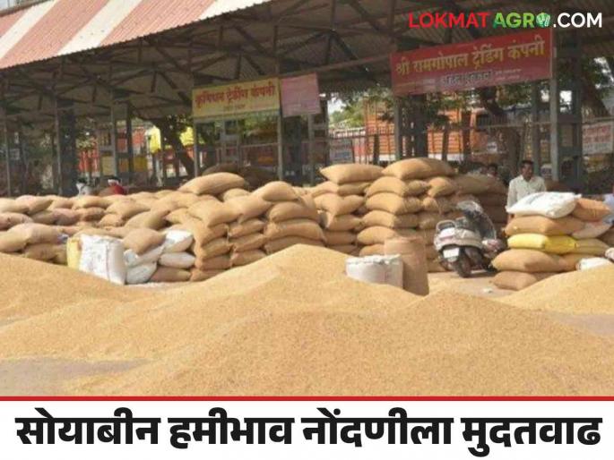 Nafed : Guaranteed purchase of thousand quintals of soybeans in a month Read more about | Nafed : सव्वा महिन्यात 'इतक्या' हजार क्विंटल सोयाबीनची हमीभाव केंद्रात खरेदी वाचा सविस्तर Nafed : Guaranteed purchase of thousand quintals of soybeans in a month Read more about | Nafed : सव्वा महिन्यात 'इतक्या' हजार क्विंटल सोयाबीनची हमीभाव केंद्रात खरेदी वाचा सविस्तर