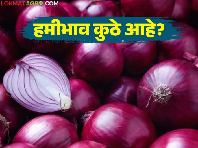 latest news Kanda Market Update : Farmers in trouble due to lack of guaranteed price; Stored onions are rotting in the rice field | Kanda Market Update: हमीभाव नसल्याने शेतकरी अडचणीत; साठवणूक केलेला कांदा चाळीमध्येच सडतोय latest news Kanda Market Update : Farmers in trouble due to lack of guaranteed price; Stored onions are rotting in the rice field | Kanda Market Update: हमीभाव नसल्याने शेतकरी अडचणीत; साठवणूक केलेला कांदा चाळीमध्येच सडतोय